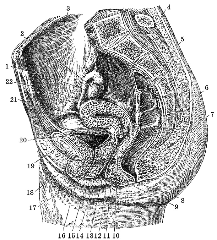 Иллюстрация к книге — Возрастная анатомия и физиология. Основы профилактики и коррекции нарушений в развитии детей [i_041.jpg]