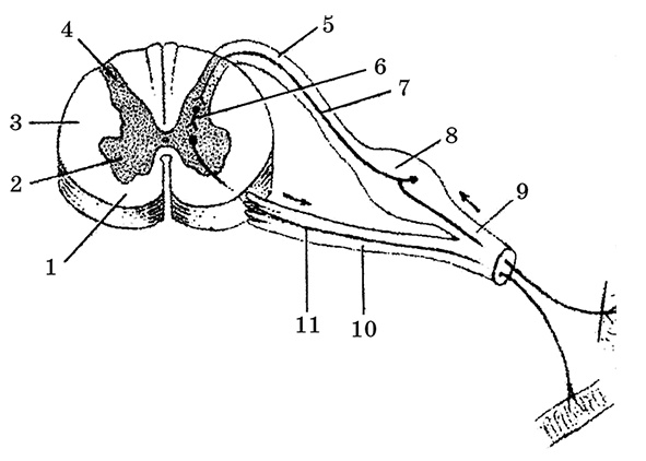 Иллюстрация к книге — Возрастная анатомия и физиология. Основы профилактики и коррекции нарушений в развитии детей [i_042.jpg]
