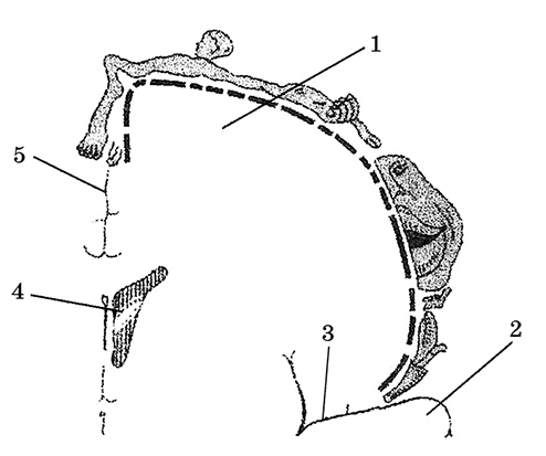 Иллюстрация к книге — Возрастная анатомия и физиология. Основы профилактики и коррекции нарушений в развитии детей [i_046.jpg]