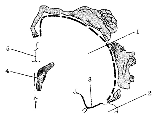 Иллюстрация к книге — Возрастная анатомия и физиология. Основы профилактики и коррекции нарушений в развитии детей [i_047.jpg]