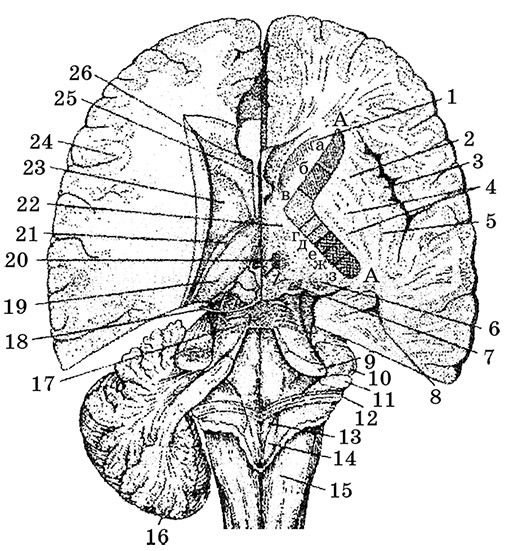 Иллюстрация к книге — Возрастная анатомия и физиология. Основы профилактики и коррекции нарушений в развитии детей [i_048.jpg]