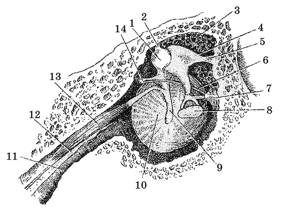 Иллюстрация к книге — Возрастная анатомия и физиология. Основы профилактики и коррекции нарушений в развитии детей [i_055.jpg]