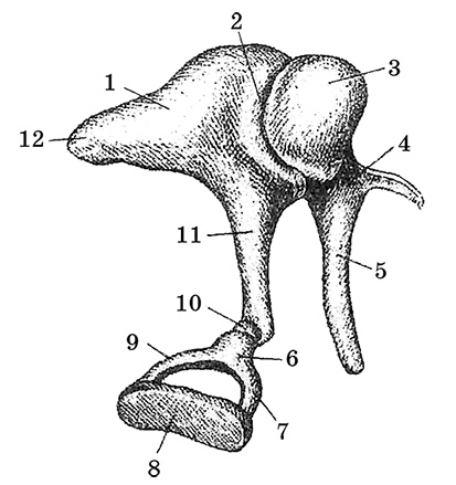 Иллюстрация к книге — Возрастная анатомия и физиология. Основы профилактики и коррекции нарушений в развитии детей [i_056.jpg]