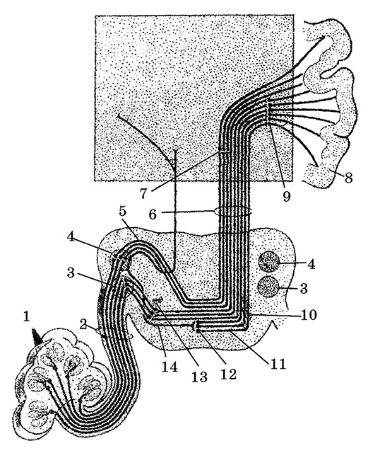 Иллюстрация к книге — Возрастная анатомия и физиология. Основы профилактики и коррекции нарушений в развитии детей [i_059.jpg]