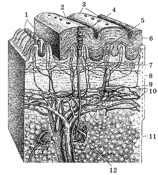 Иллюстрация к книге — Возрастная анатомия и физиология. Основы профилактики и коррекции нарушений в развитии детей [i_061.jpg]
