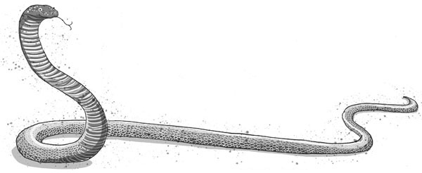 Иллюстрация к книге — Школа волшебных зверей [cobra.jpg_0.jpg]