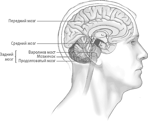 Иллюстрация к книге — Век самопознания. Поиски бессознательного в искусстве и науке с начала XX века до наших дней [i_052.jpg]