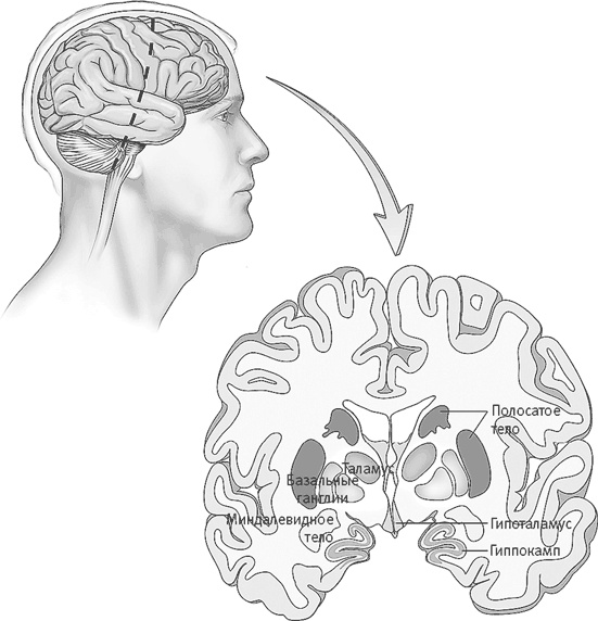 Иллюстрация к книге — Век самопознания. Поиски бессознательного в искусстве и науке с начала XX века до наших дней [i_055.jpg]