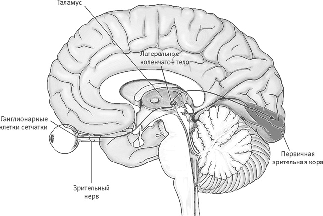 Иллюстрация к книге — Век самопознания. Поиски бессознательного в искусстве и науке с начала XX века до наших дней [i_056.jpg]