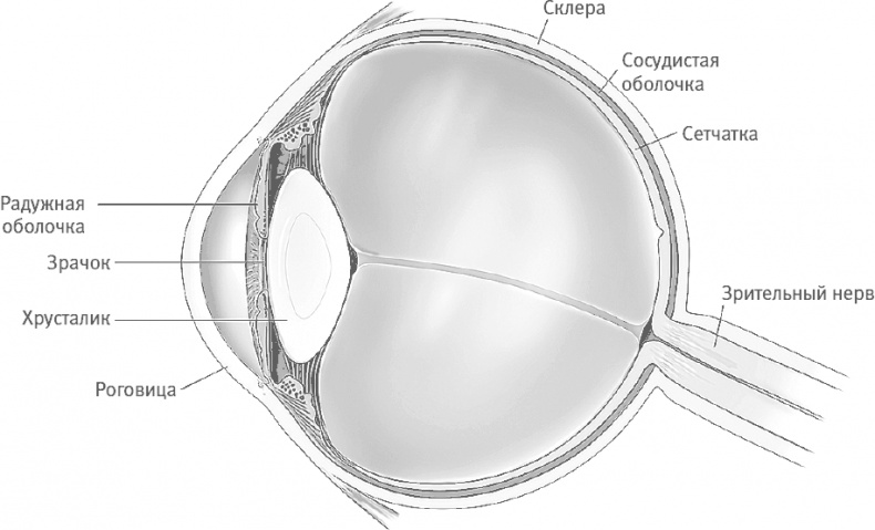Иллюстрация к книге — Век самопознания. Поиски бессознательного в искусстве и науке с начала XX века до наших дней [i_058.jpg]