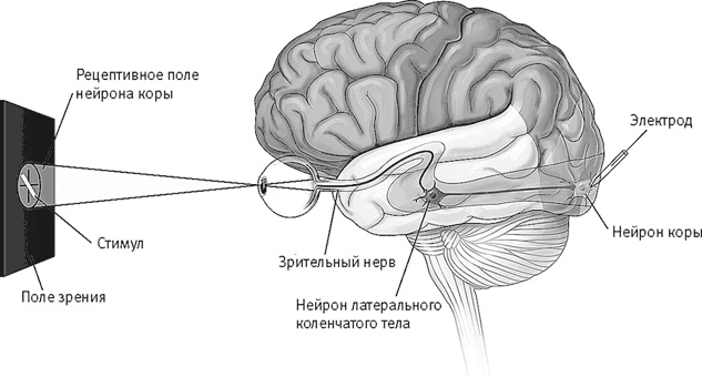 Иллюстрация к книге — Век самопознания. Поиски бессознательного в искусстве и науке с начала XX века до наших дней [i_067.jpg]