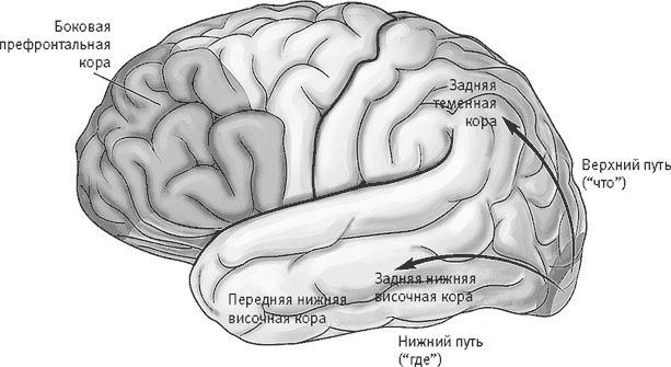 Иллюстрация к книге — Век самопознания. Поиски бессознательного в искусстве и науке с начала XX века до наших дней [i_081.jpg]