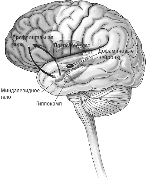 Иллюстрация к книге — Век самопознания. Поиски бессознательного в искусстве и науке с начала XX века до наших дней [i_095.jpg]