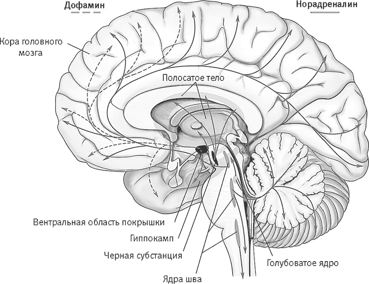 Иллюстрация к книге — Век самопознания. Поиски бессознательного в искусстве и науке с начала XX века до наших дней [i_116.jpg]