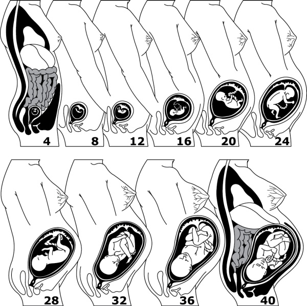 Иллюстрация к книге — Я - будущая мама! Беременность, роды и первый год жизни ребенка [i_014.jpg]