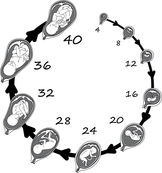 Иллюстрация к книге — Я - будущая мама! Беременность, роды и первый год жизни ребенка [i_016.jpg]