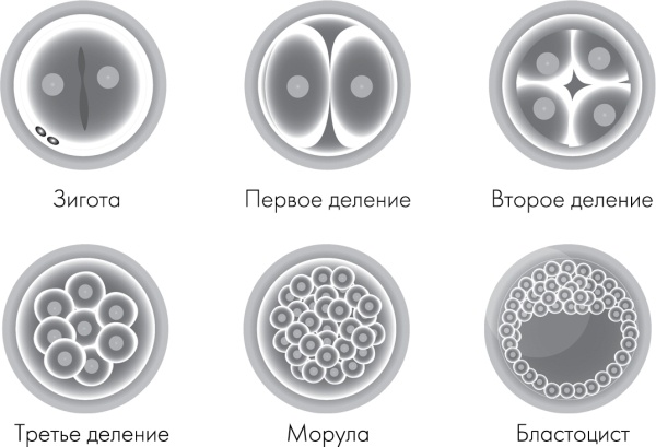 Иллюстрация к книге — Я - будущая мама! Беременность, роды и первый год жизни ребенка [i_017.jpg]