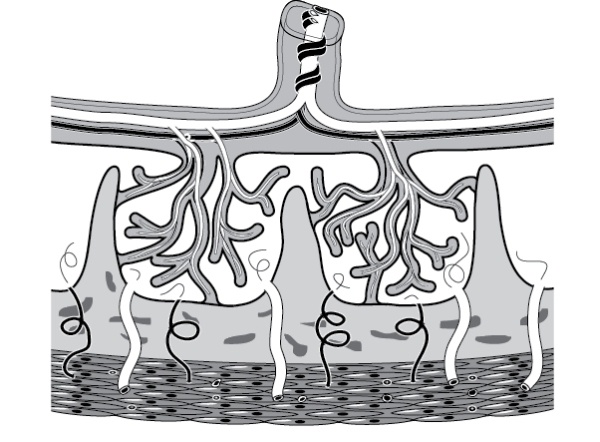 Иллюстрация к книге — Я - будущая мама! Беременность, роды и первый год жизни ребенка [i_018.jpg]