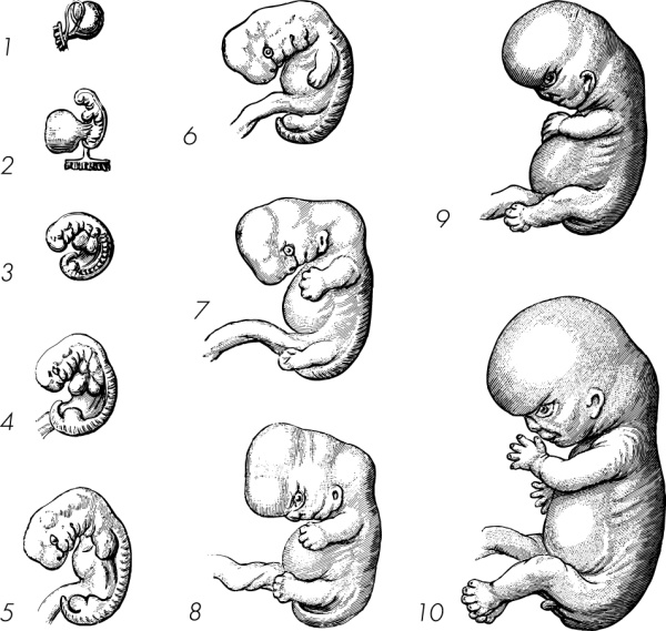 Иллюстрация к книге — Я - будущая мама! Беременность, роды и первый год жизни ребенка [i_019.jpg]