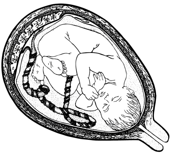 Иллюстрация к книге — Я - будущая мама! Беременность, роды и первый год жизни ребенка [i_022.jpg]