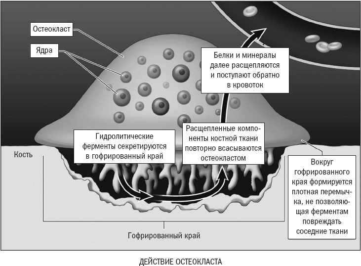 Иллюстрация к книге — Йога при остеопорозе [_14.jpg]