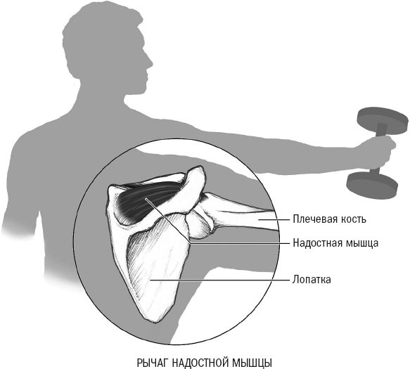 Иллюстрация к книге — Йога при остеопорозе [_20.jpg]