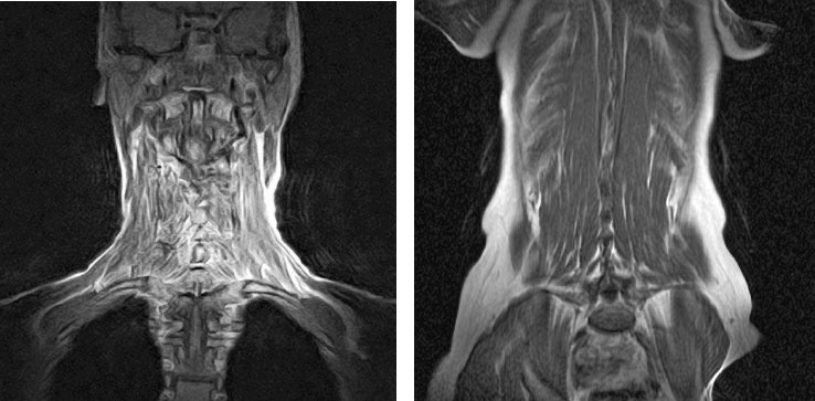 Иллюстрация к книге — Йога при остеопорозе [_21.jpg]