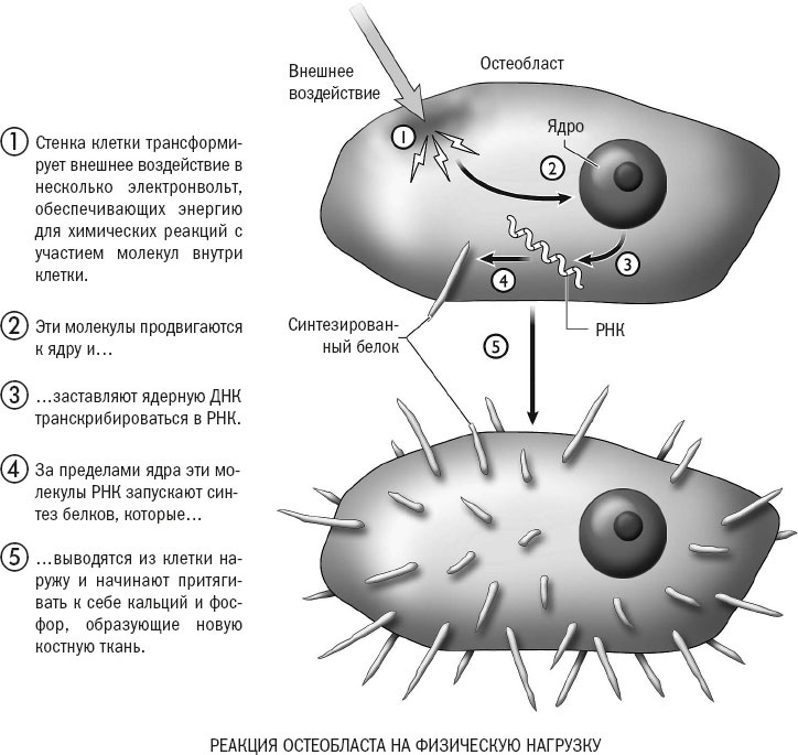 Иллюстрация к книге — Йога при остеопорозе [_22.jpg]
