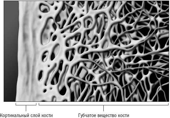 Иллюстрация к книге — Йога при остеопорозе [_8.jpg]