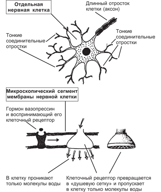 Иллюстрация к книге — Вода для здоровья [i_002.jpg]