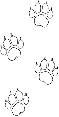 Иллюстрация к книге — Собака по щучьему велению [i_005.jpg]