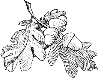 Иллюстрация к книге — Собака по щучьему велению [i_013.jpg]