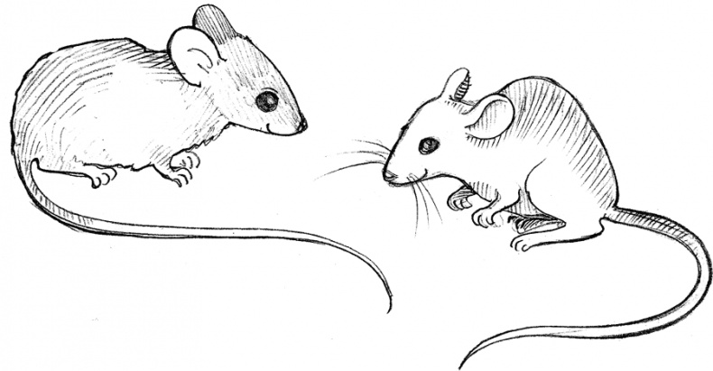 Иллюстрация к книге — Волшебник с пятачком [i_002.jpg]