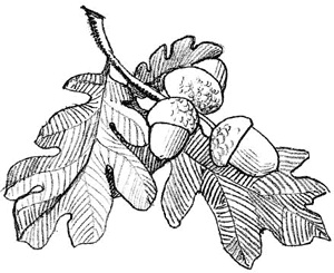 Иллюстрация к книге — Волшебник с пятачком [i_013.jpg]