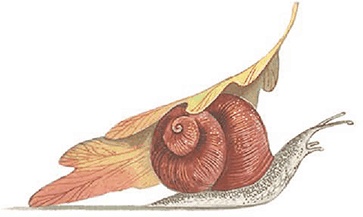 Иллюстрация к книге — Бемби [i_001.jpg]