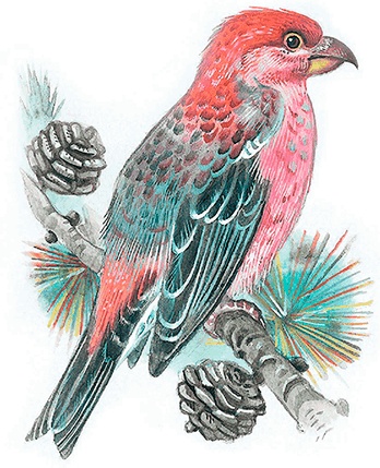 Иллюстрация к книге — Бемби [i_002.jpg]