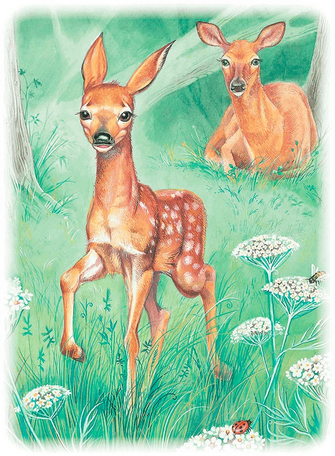 Иллюстрация к книге — Бемби [i_012.jpg]