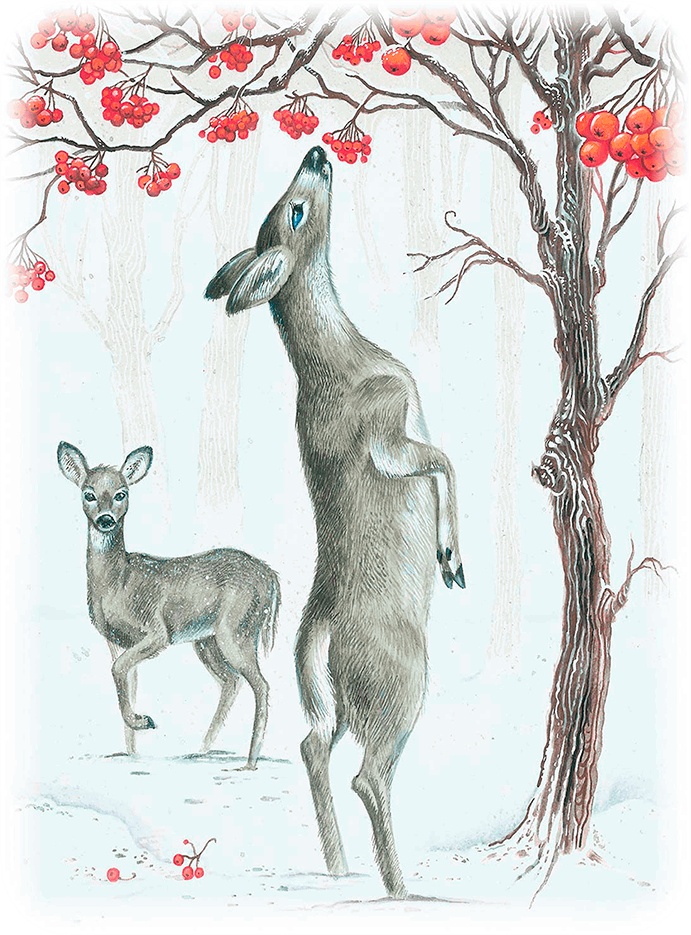 Иллюстрация к книге — Бемби [i_025.jpg]