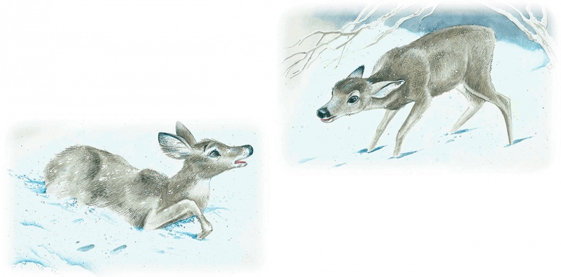 Иллюстрация к книге — Бемби [i_029.jpg]