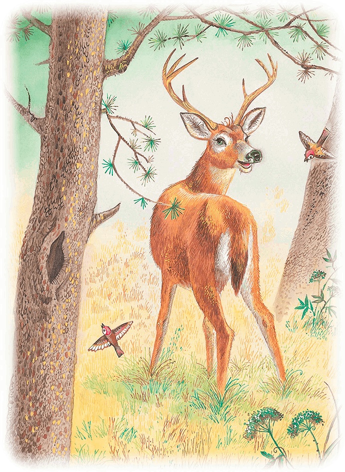 Иллюстрация к книге — Бемби [i_040.jpg]