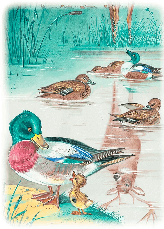 Иллюстрация к книге — Бемби [i_049.jpg]