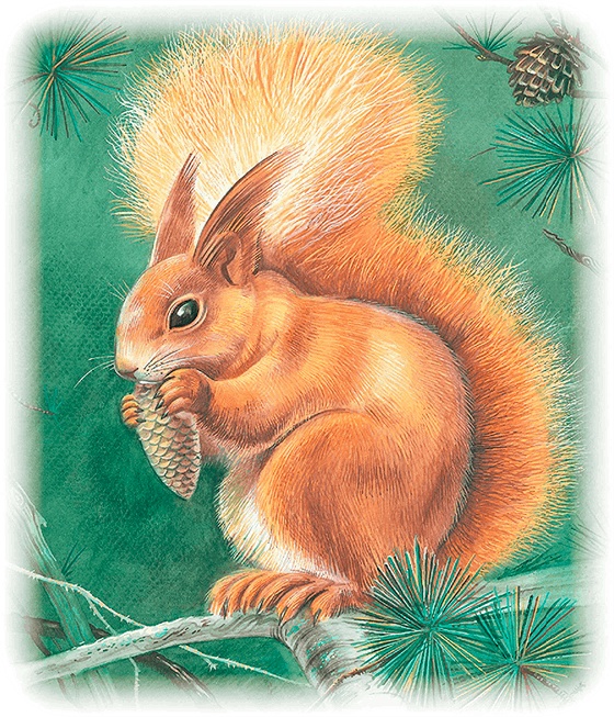 Иллюстрация к книге — Бемби [i_053.jpg]