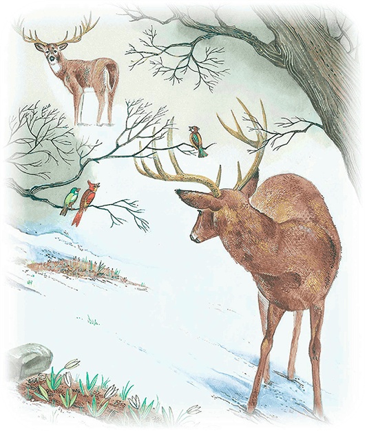 Иллюстрация к книге — Бемби [i_057.jpg]