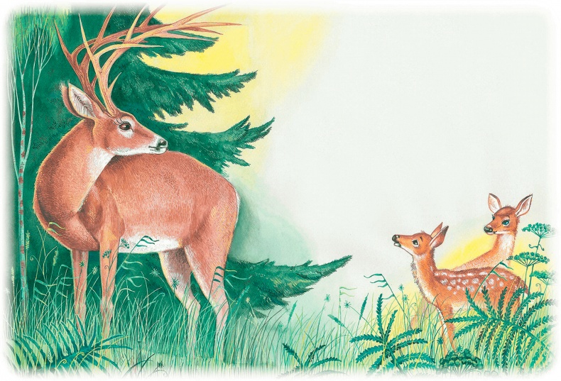 Иллюстрация к книге — Бемби [i_058.jpg]