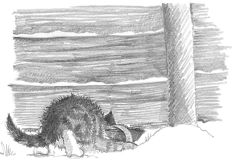 Иллюстрация к книге — Котёнок Снежинка, или Зимнее волшебство [i_013.jpg]