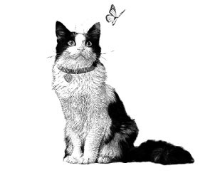 Иллюстрация к книге — Молли и кошачье кафе [i_001.jpg]