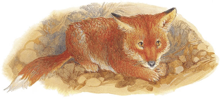 Иллюстрация к книге — Жук на ниточке [i_009.jpg]