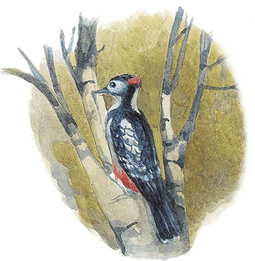 Иллюстрация к книге — Жук на ниточке [i_015.jpg]