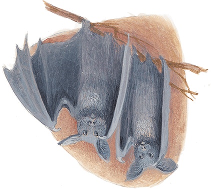 Иллюстрация к книге — Жук на ниточке [i_017.jpg]