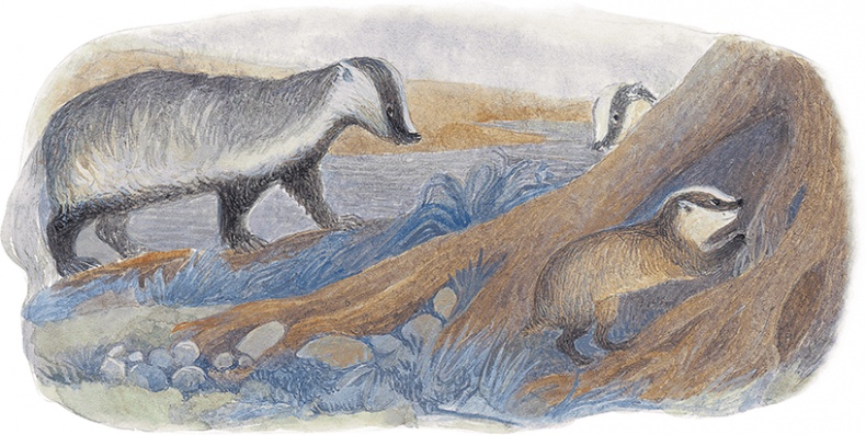 Иллюстрация к книге — Жук на ниточке [i_022.jpg]